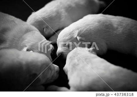 sleeping puppy sleeping puppy 43736318