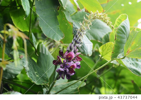 クズ（葛） 43737044