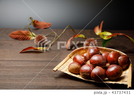 食品　栗　秋の収穫 43737431