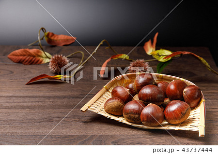 食品　栗　秋の収穫 43737444