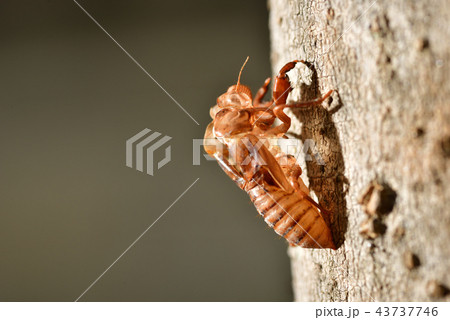 ぬけがら 43737746