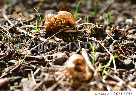 ぬけがら 43737747