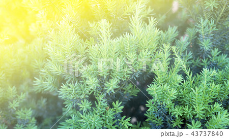 green spruce branches on a textured background. 43737840