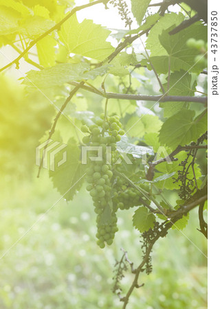 White grapevine on branch with drop of dew after rain on tree and leaves in vineyard, sunlight in 43737850