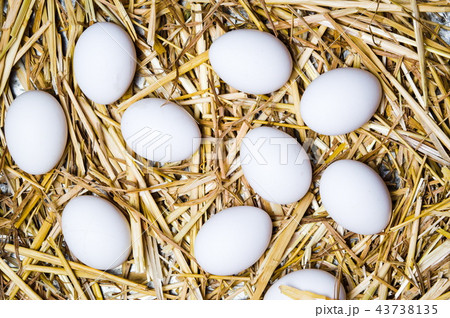 White eggs on dried straw White eggs on dried straw 43738135