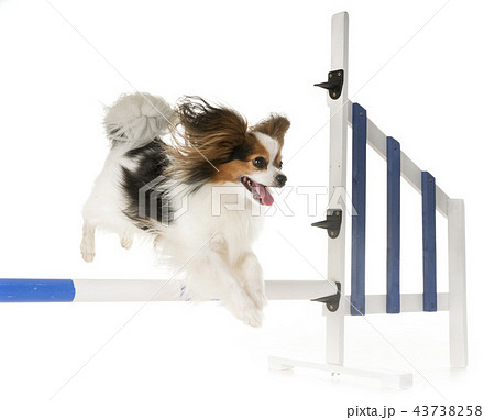 training of agility 43738258