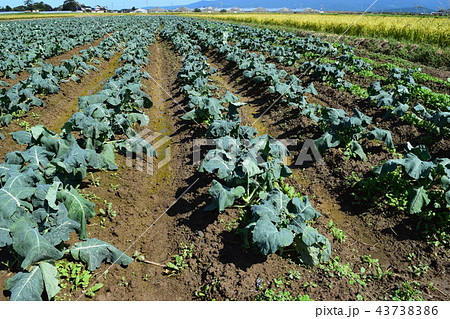 ブロッコリー畑 43738386