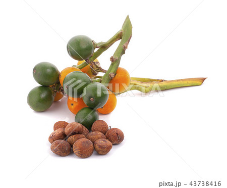 fresh betel nut on betel leaf isolated on white fresh betel nut on betel leaf isolated on white 43738416
