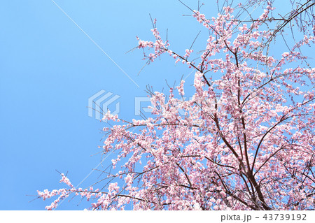 シダレザクラ(枝垂れ桜) シダレザクラ(枝垂れ桜) 43739192