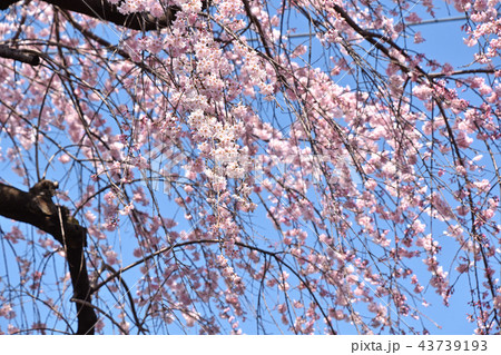 シダレザクラ（枝垂れ桜） 43739193
