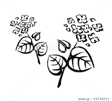 そばの花 そばの花 43739251
