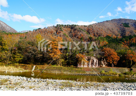 白川郷　合掌造り　紅葉　岐阜県 43739703