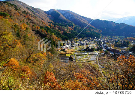 白川郷　合掌造り　紅葉　岐阜県 43739716