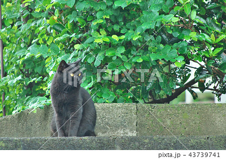 猫のいる風景 43739741