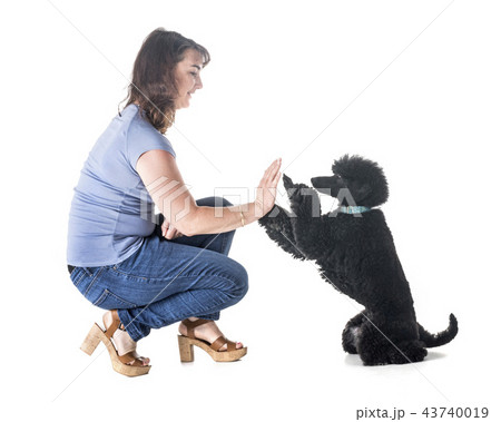 dog, owner and obedience dog, owner and obedience 43740019