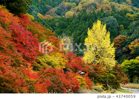 香嵐渓　紅葉　愛知県 43740059