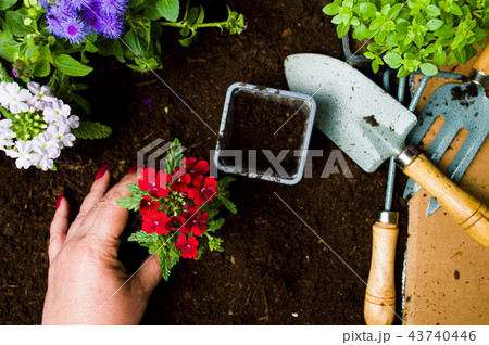 Woman planting flowers in the soil first person 43740446