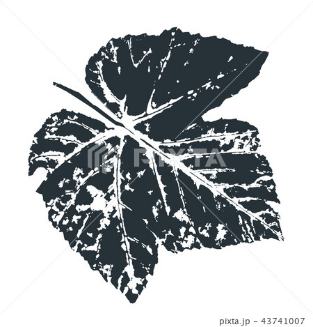Vector grape Leaf print. Inkprinted leaves of the trees on paper 43741007