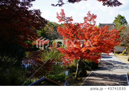 長岳寺　紅葉　奈良県 43741030