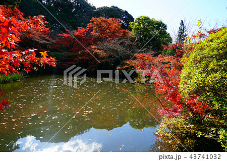 長岳寺　紅葉　奈良県 43741032