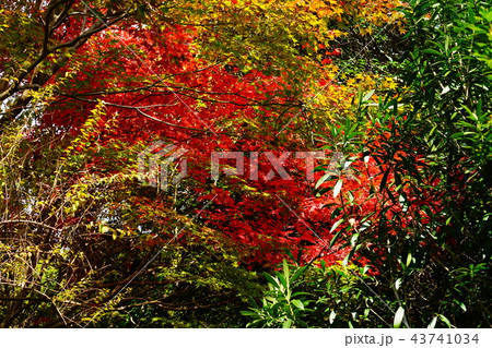 長岳寺　紅葉　奈良県 43741034