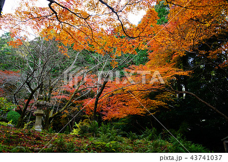 長岳寺　紅葉　奈良県 43741037