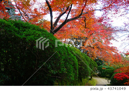 長岳寺　紅葉　奈良県 43741049