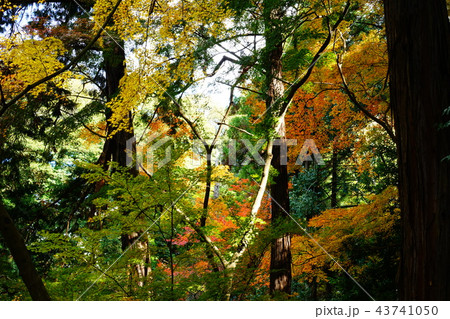 長岳寺　紅葉　奈良県 43741050