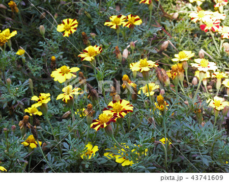 Botanical Garden Zagreb,Cro,Campanula carpatica 43741609