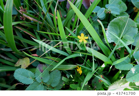 月山弥陀ヶ原 東北 山形県 月山弥陀ヶ原 東北 山形県 43741700