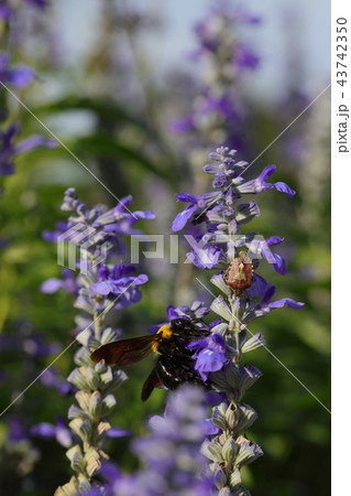 クマバチとカメムシ クマバチとカメムシ 43742350