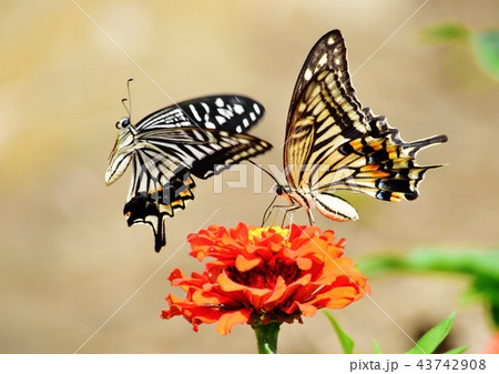 アゲハ蝶のペアの写真素材