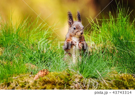 Eurasian red squirrel (Sciurus vulgaris) sitting 43743314