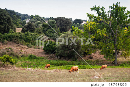 Summer landscape with cows. Filitosa Summer landscape with cows. Filitosa 43743396