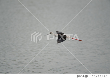 渡り途中のセイタカシギ 43743742