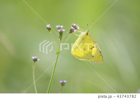 アレチハナガサの花蜜を吸うモンキチョウ アレチハナガサの花蜜を吸うモンキチョウ 43743782