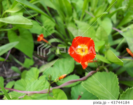 植物 花 赤い花の写真素材