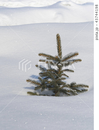 winter pine winter pine 43744198