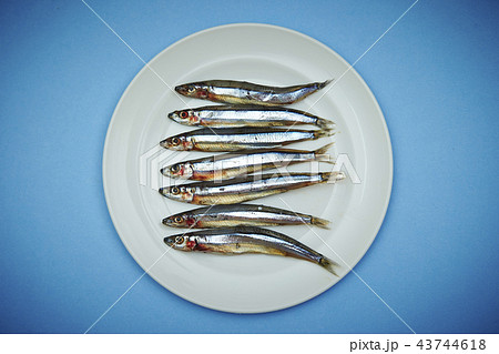 白いお皿に乗ったきびなご 白いお皿に乗ったきびなご 43744618