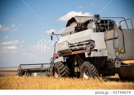 Harvester machine to harvest wheat field working 43744674
