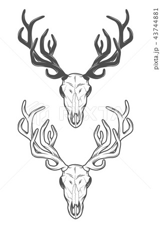 The skull of a deer. The two versions. The skull of a deer. The two versions. 43744881