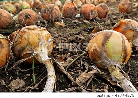 北もみじ2000(たまねぎ) 北もみじ2000(たまねぎ) 43744979