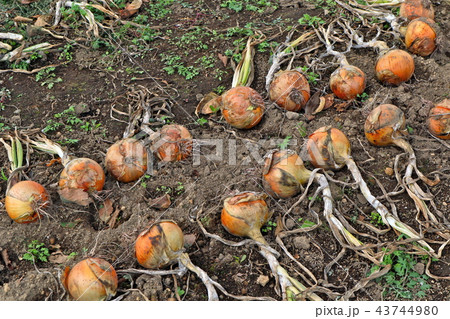 北もみじ2000（たまねぎ） 43744980