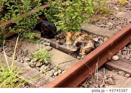 鶴見線扇町駅に住みついている2匹の猫(1) 鶴見線扇町駅に住みついている2匹の猫(1) 43745387