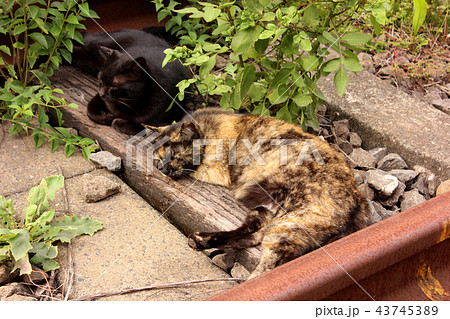 鶴見線扇町駅に住みついている2匹の猫(3) 43745389