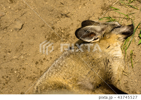 オオミミギツネ 43745527