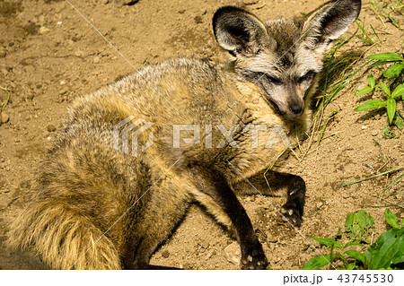 オオミミギツネ オオミミギツネ 43745530