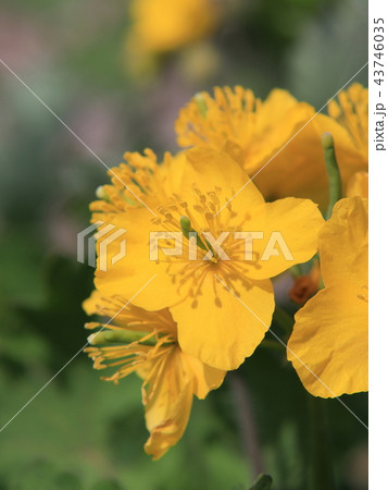 クサノオウの花 43746035