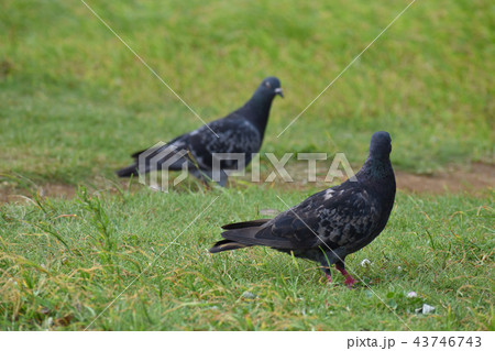 公園にいた都内の二羽のハト 43746743