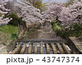 奈良　佐保川の桜 43747374